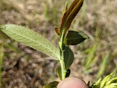Salix pseudomyrsinites