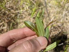 Salix pseudomyrsinites