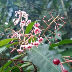 Myrsinoideae