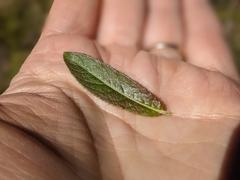 Salix pseudomyrsinites