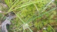 Sphagnum compactum