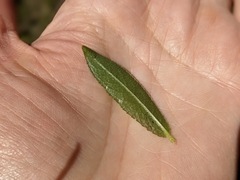 Salix pseudomyrsinites
