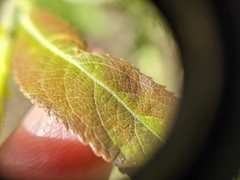 Salix pseudomyrsinites