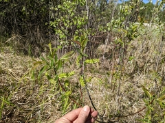Salix pseudomyrsinites
