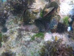 Scartella