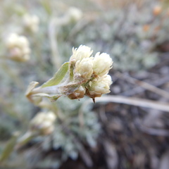 Antennaria rosea confinis