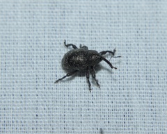 Chalcodermus aeneus