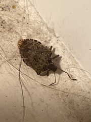 Halyomorpha halys