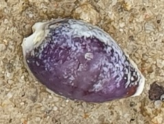 Erronea