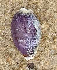 Erronea