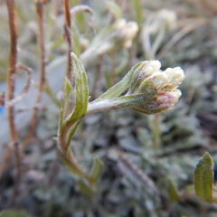 Antennaria rosea confinis