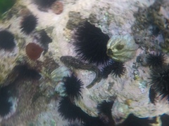 Scartella