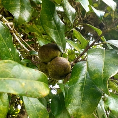 Olmediella betschleriana