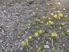 Oenothera howardii