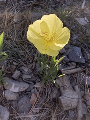 Oenothera howardii