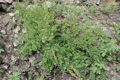 Spiraea hypericifolia