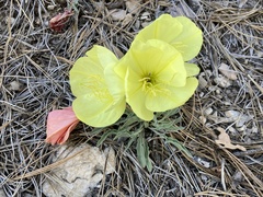 Oenothera howardii