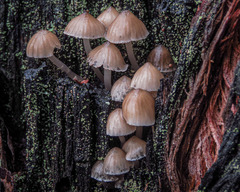 Mycena subgalericulata