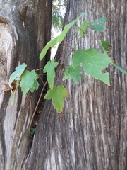 Acer rubrum