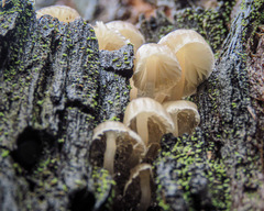 Mycena subgalericulata