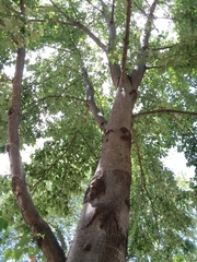 Acer