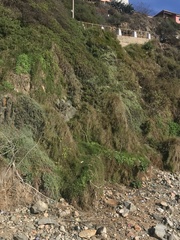 Nolana crassulifolia