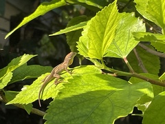 Anolis sagrei