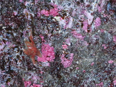 Stylantheca papillosa