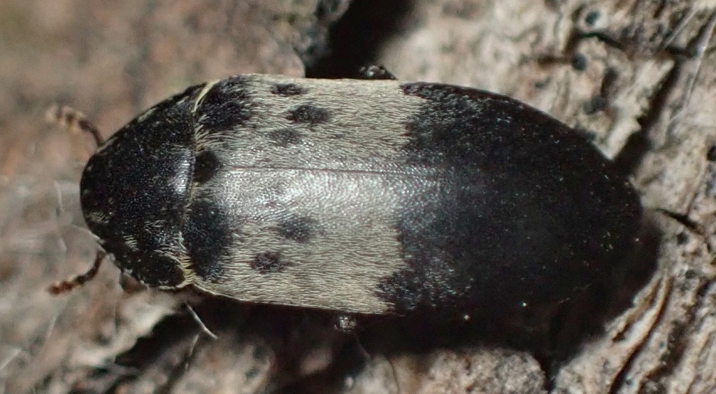 Dermestes reductus