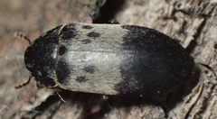 Dermestes reductus