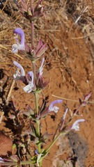Salvia palaestina