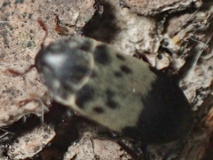 Dermestes reductus