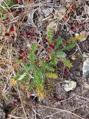 Acaena pinnatifida californica