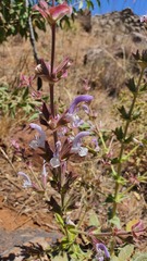 Salvia palaestina