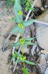 Vincetoxicum dionysiense