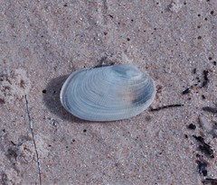 Venerupis galactites