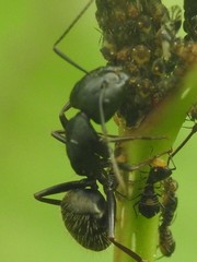 Camponotus pennsylvanicus