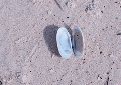 Venerupis galactites