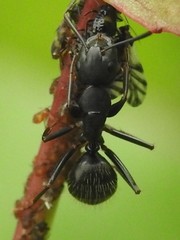 Camponotus pennsylvanicus