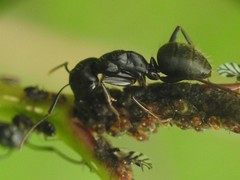Camponotus pennsylvanicus