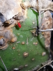 Hesperolabops gelastops