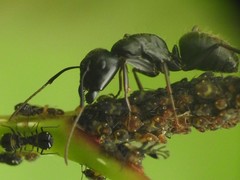 Camponotus pennsylvanicus