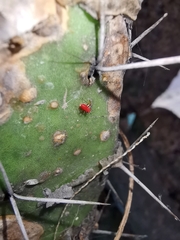 Hesperolabops gelastops