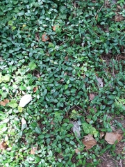 Magnoliopsida