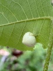 Phylloxera caryaeavellana