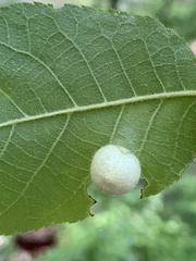 Phylloxera caryaeavellana