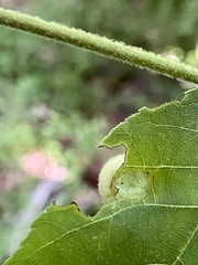 Phylloxera caryaeavellana