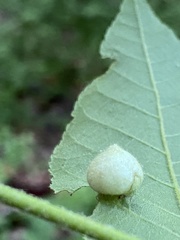 Phylloxera caryaeavellana