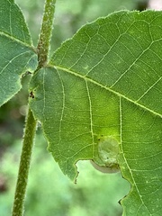 Phylloxera caryaeavellana