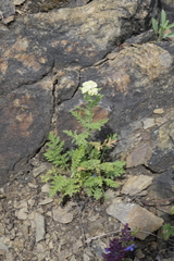 Achillea nobilis